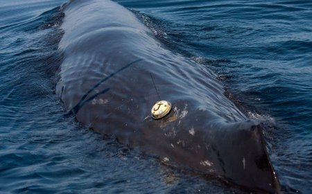 A massive sperm whale trapped in a net near Ormara gets freed by a Pakistani fisherman