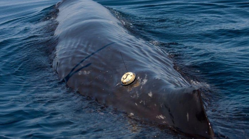 A massive sperm whale trapped in a net near Ormara gets freed by a Pakistani fisherman