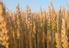 13 million families eating wheat enhanced with zinc, scientists