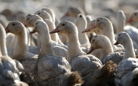 In an attempt to stop the avian flu spread, France ordered the third vaccination for foie gras ducks