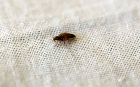 A suspected bedbug fraud led to the arrest of two in France