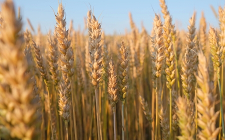 13 million families eating wheat enhanced with zinc, scientists
