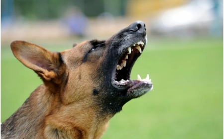 A Greek woman was fatally attacked by three shepherd dogs belonging to her neighbor