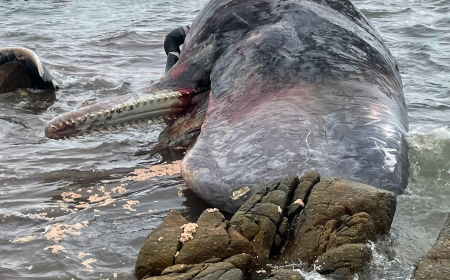 Sperm whale dies on the beach in Western Australia