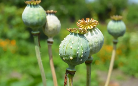 According to the UN, Myanmar has surpassed Afghanistan as the world's top producer of opium