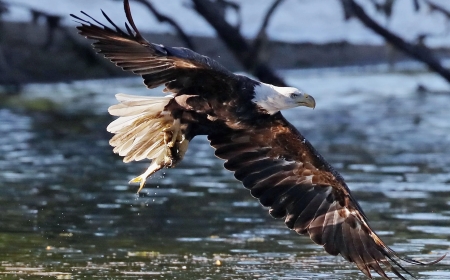 Two individuals are accused of taking 3,600 birds, including golden and bald eagles