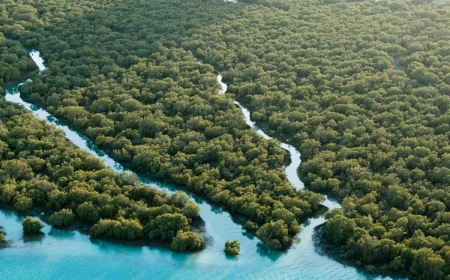 Since 2020, Abu Dhabi has planted 44 million mangrove trees