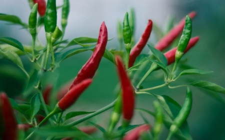 Pakistan enhances its agricultural exports to China by sending its first-ever batch of chillis