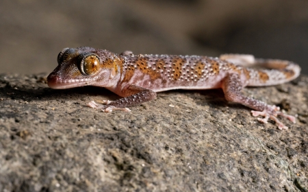 A fund in Abu Dhabi surpasses a $25 million milestone in aiding threatened species