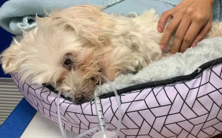 The owner of a pet who was arrested for hurling her dog