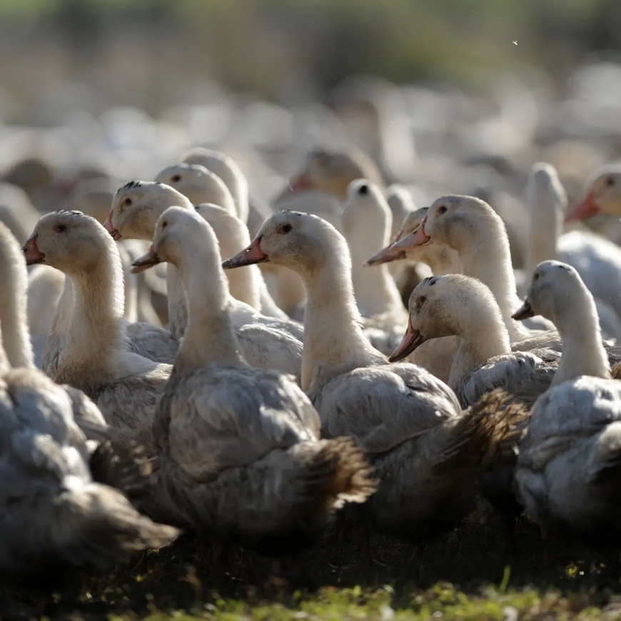 In an attempt to stop the avian flu spread, France ordered the third vaccination for foie gras ducks