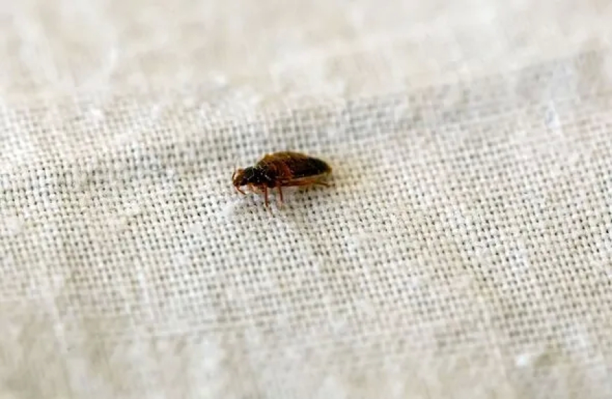 A suspected bedbug fraud led to the arrest of two in France