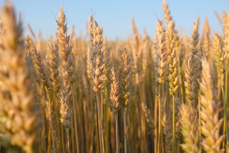 13 million families eating wheat enhanced with zinc, scientists
