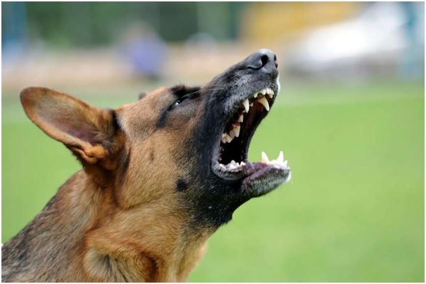 A Greek woman was fatally attacked by three shepherd dogs belonging to her neighbor