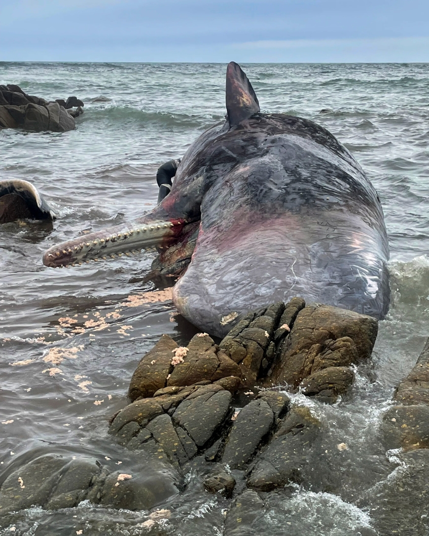 Sperm whale dies on the beach in Western Australia
