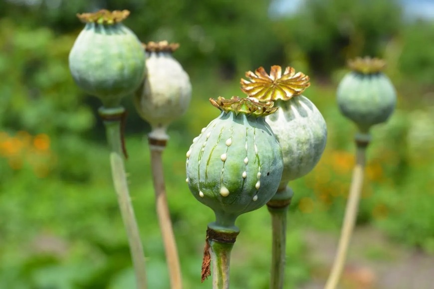 According to the UN, Myanmar has surpassed Afghanistan as the world's top producer of opium