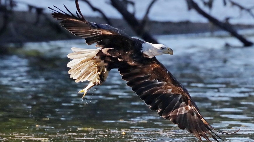 Two individuals are accused of taking 3,600 birds, including golden and bald eagles
