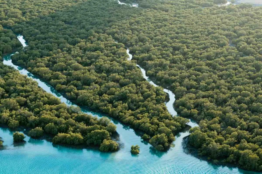 Since 2020, Abu Dhabi has planted 44 million mangrove trees