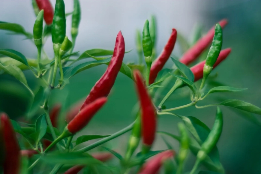 Pakistan enhances its agricultural exports to China by sending its first-ever batch of chillis