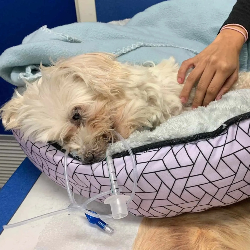 The owner of a pet who was arrested for hurling her dog