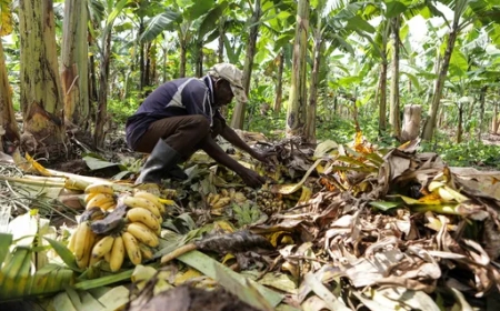 Ugandan Traditional Brew Tonto Faces Threats