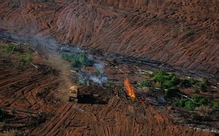 UK's Commodities Consumption Threatens Global Forests