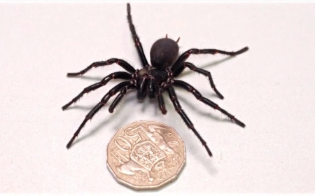 Australia is home to the biggest spider on the planet.