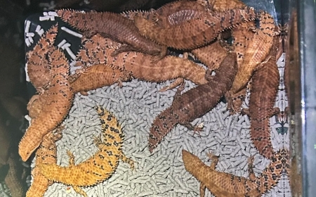 In Australia, hundreds of lizards were seized.