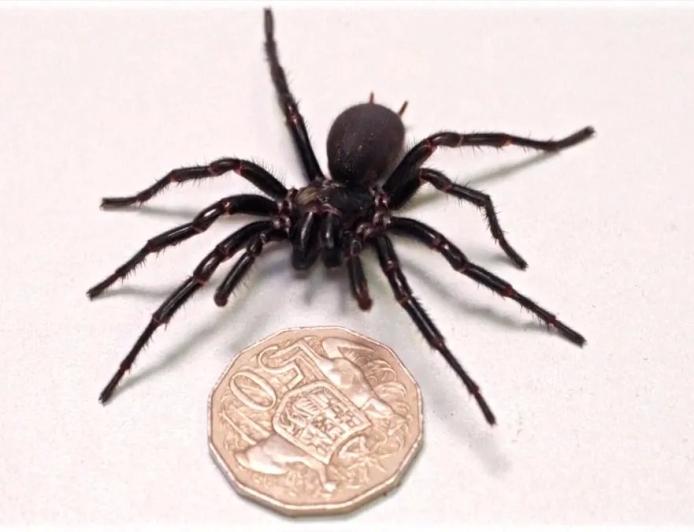 Australia is home to the biggest spider on the planet.