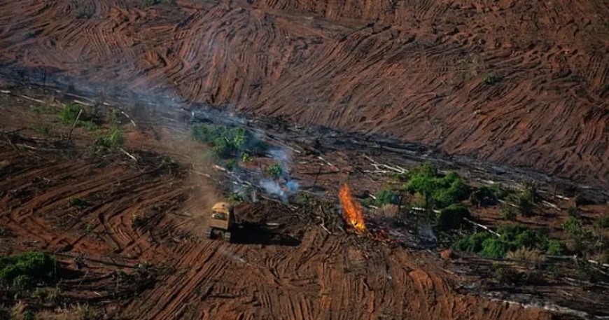 UK's Commodities Consumption Threatens Global Forests