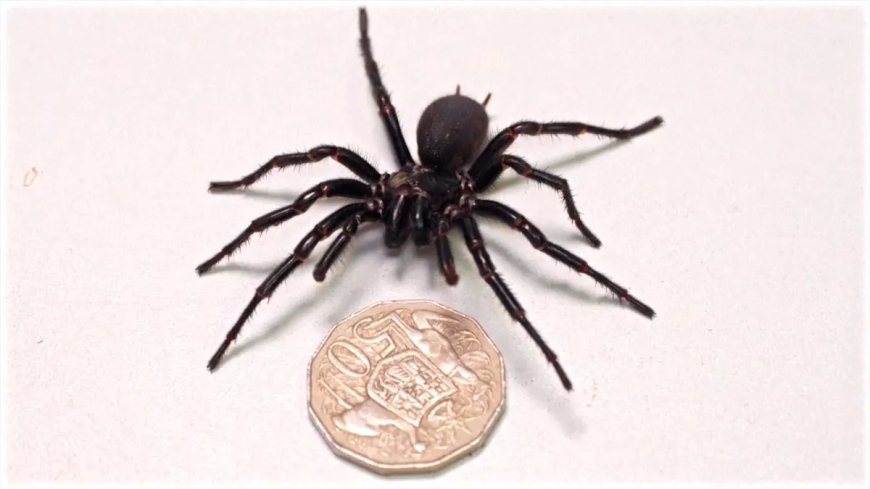 Australia is home to the biggest spider on the planet.