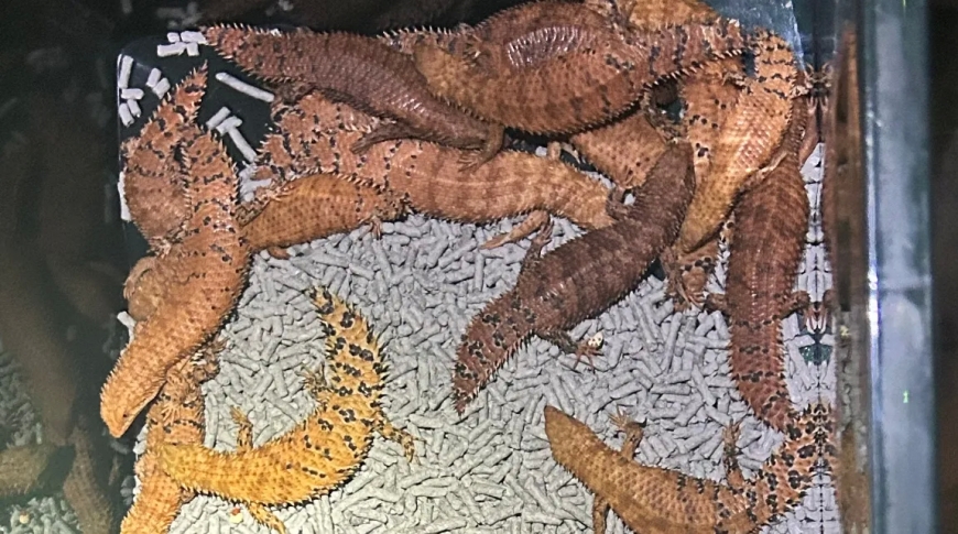 In Australia, hundreds of lizards were seized.