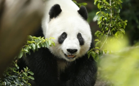 China intends to bring additional pandas to the San Diego Zoo this year.