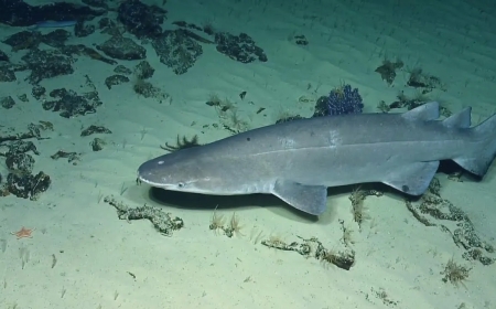First-ever discovery of an endangered bramble shark
