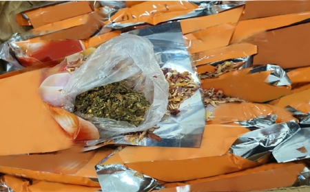 Customs officials found 26.45 kg of marijuana concealed in shipments of onions.