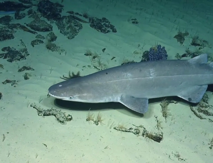 First-ever discovery of an endangered bramble shark