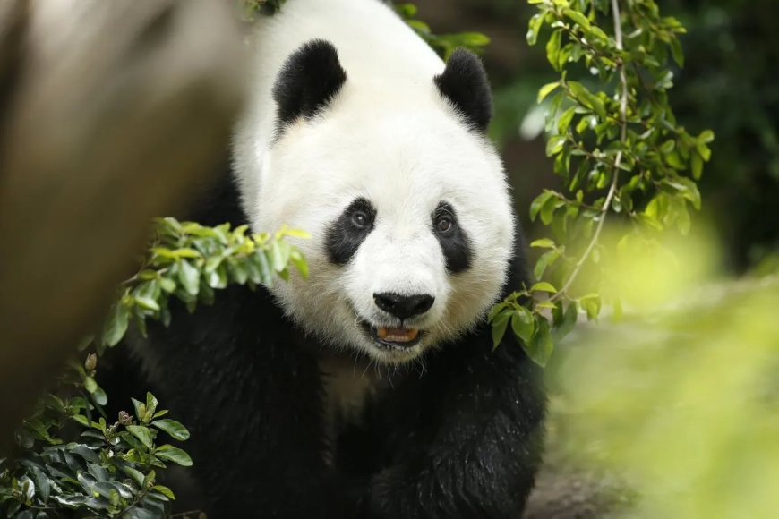 China intends to bring additional pandas to the San Diego Zoo this year.