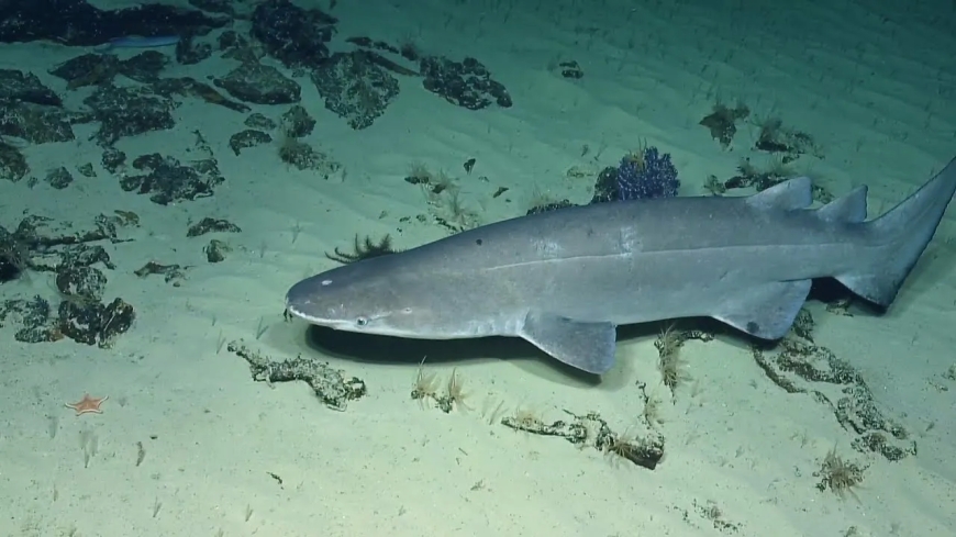 First-ever discovery of an endangered bramble shark